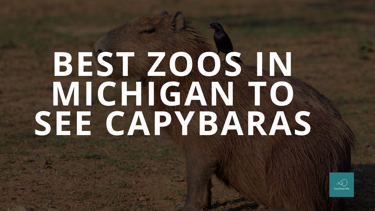 The Best Zoos In Michigan, USA To See Capybaras