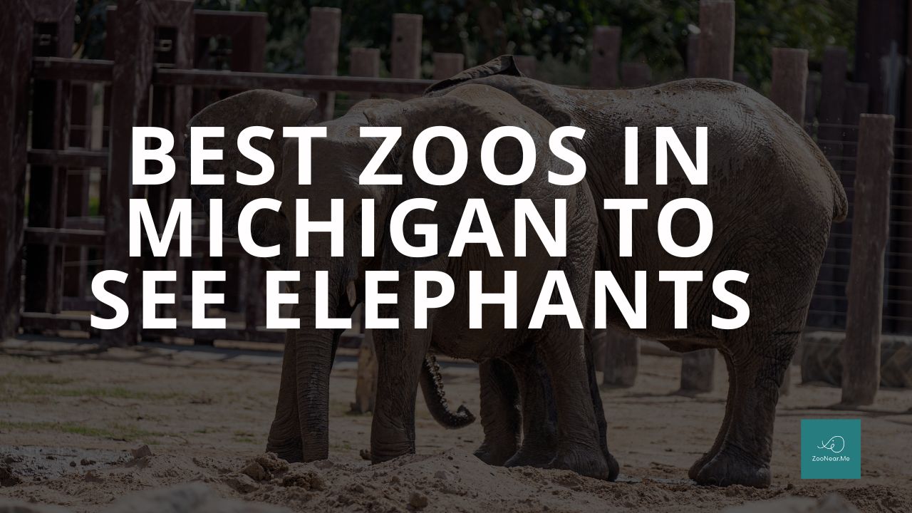 The Best Zoos In Michigan, USA To See Elephants