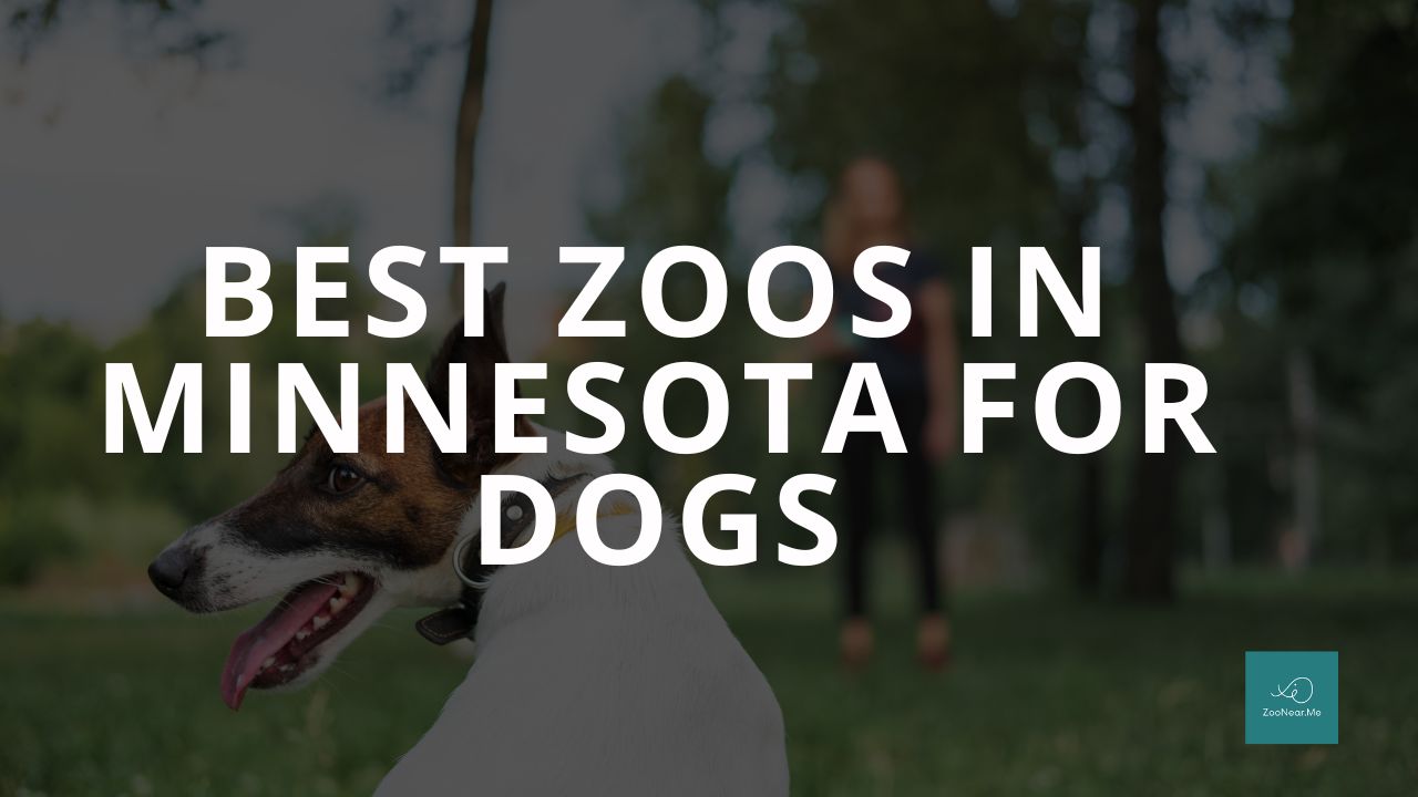 The Best Zoo In Minnesota, USA For Dogs