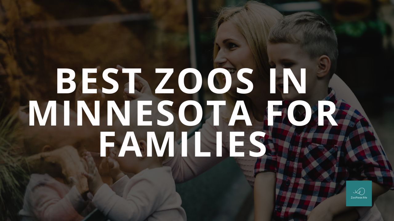 The Best Zoo In Minnesota, USA For Families