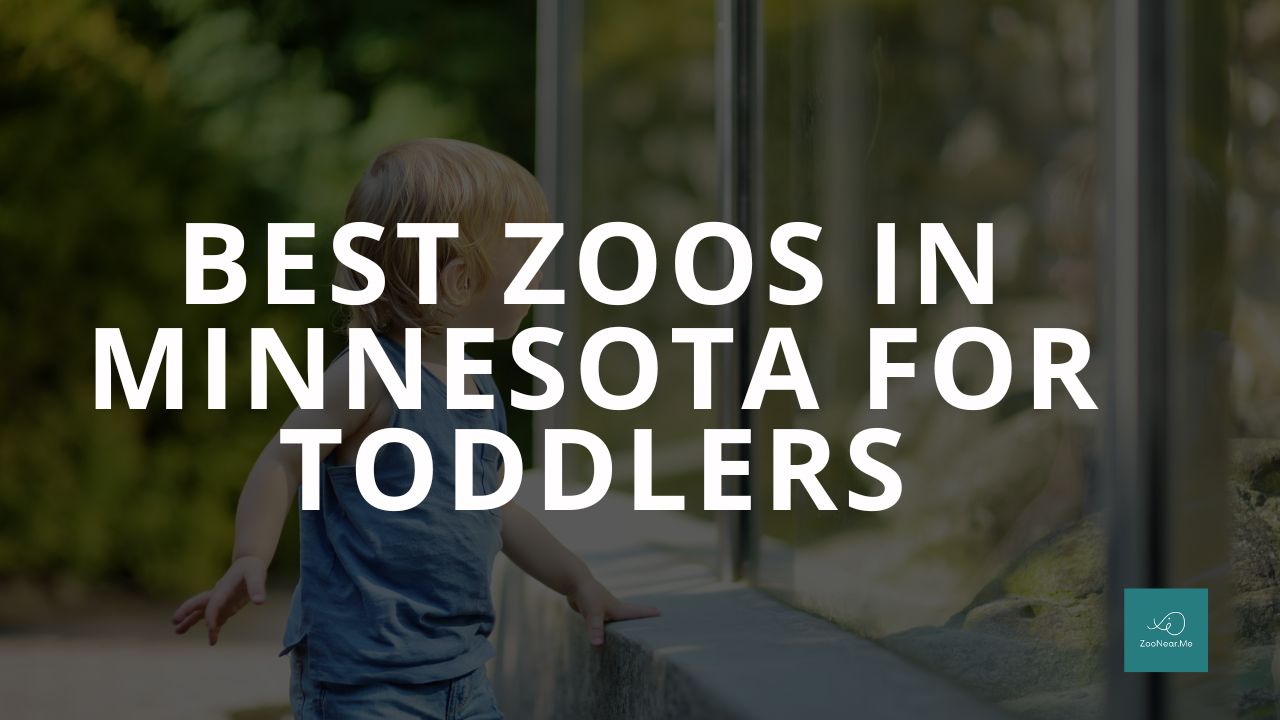 The Best Zoo In Minnesota, USA For Toddlers