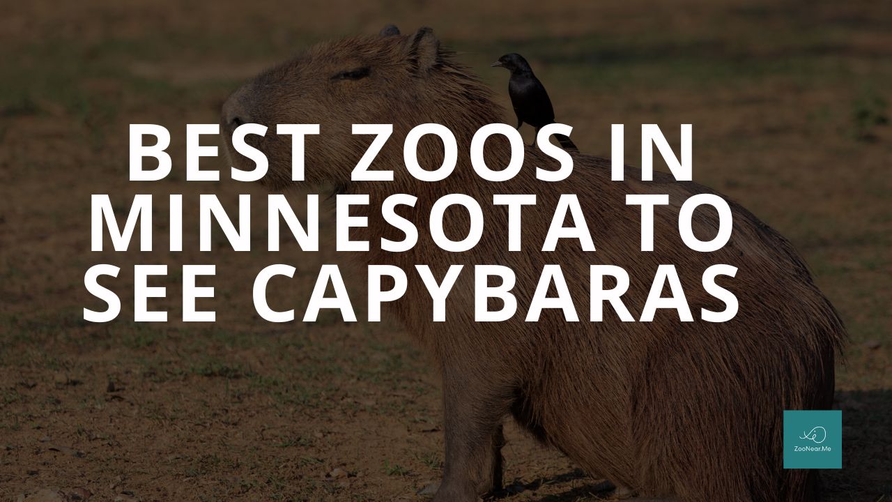 The Best Zoos In Minnesota, USA To See Capybaras