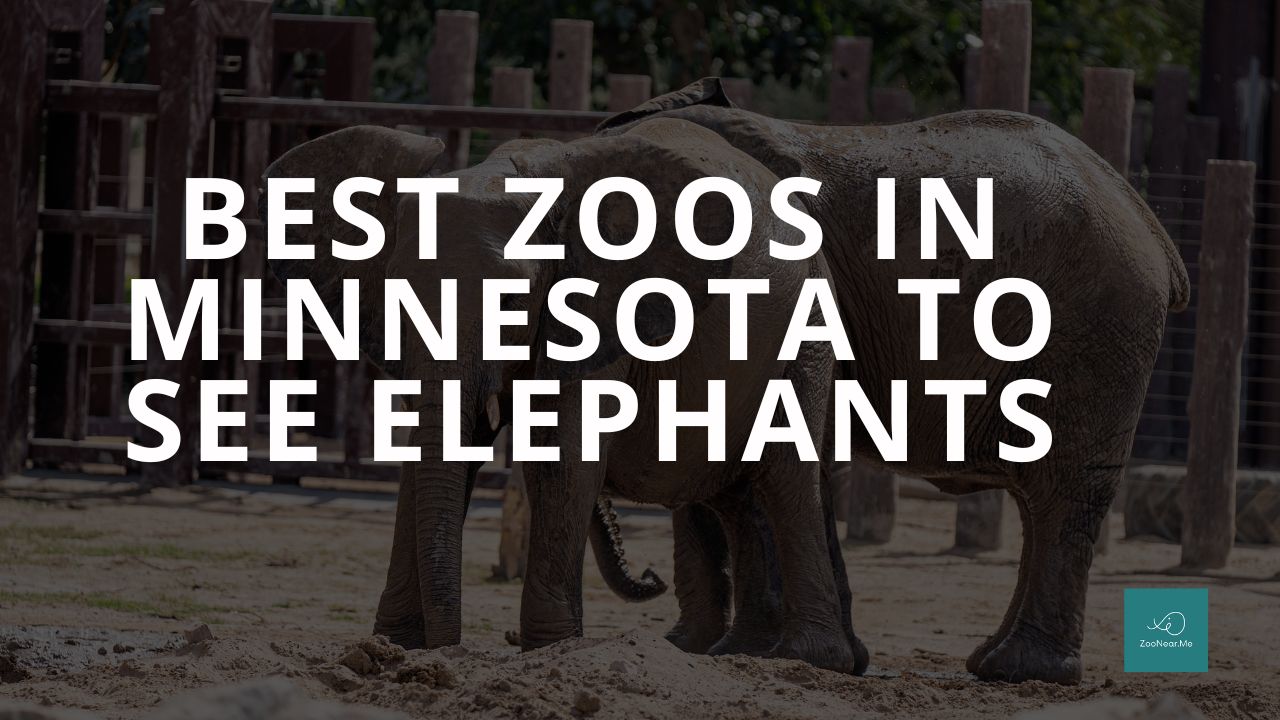 The Best Zoos In Minnesota, USA To See Elephants