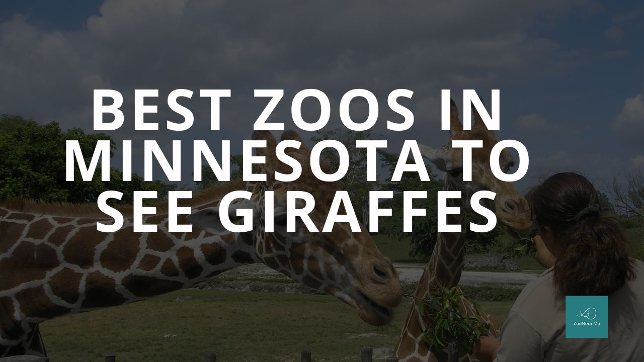 The Best Zoos In Minnesota, USA To See Giraffes