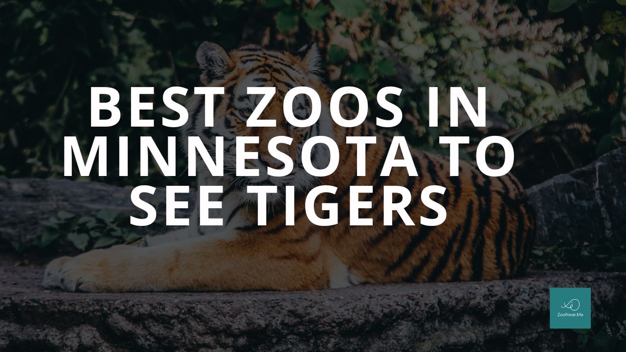 The Best Zoos In Minnesota, USA To See Tigers