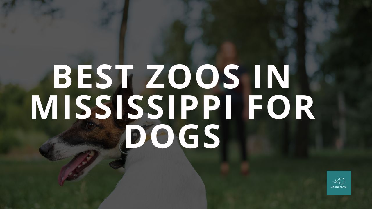 The Best Zoo In Mississippi, USA For Dogs