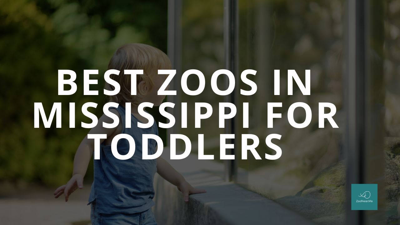 The Best Zoo In Mississippi, USA For Toddlers