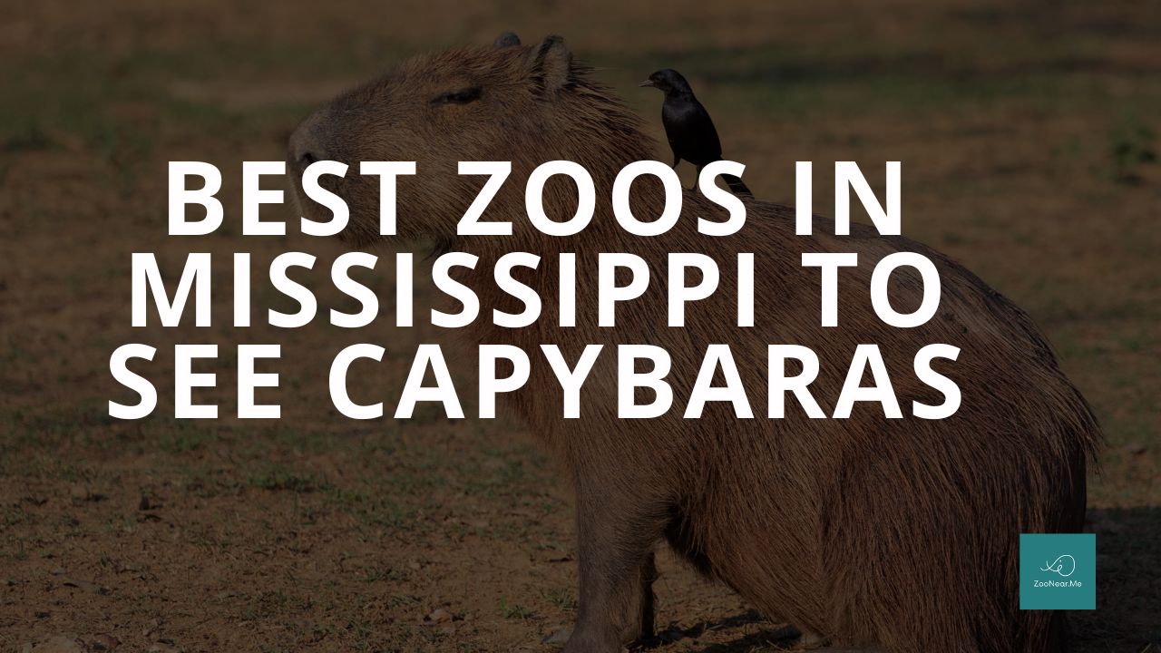 The Best Zoos In Mississippi, USA To See Capybaras