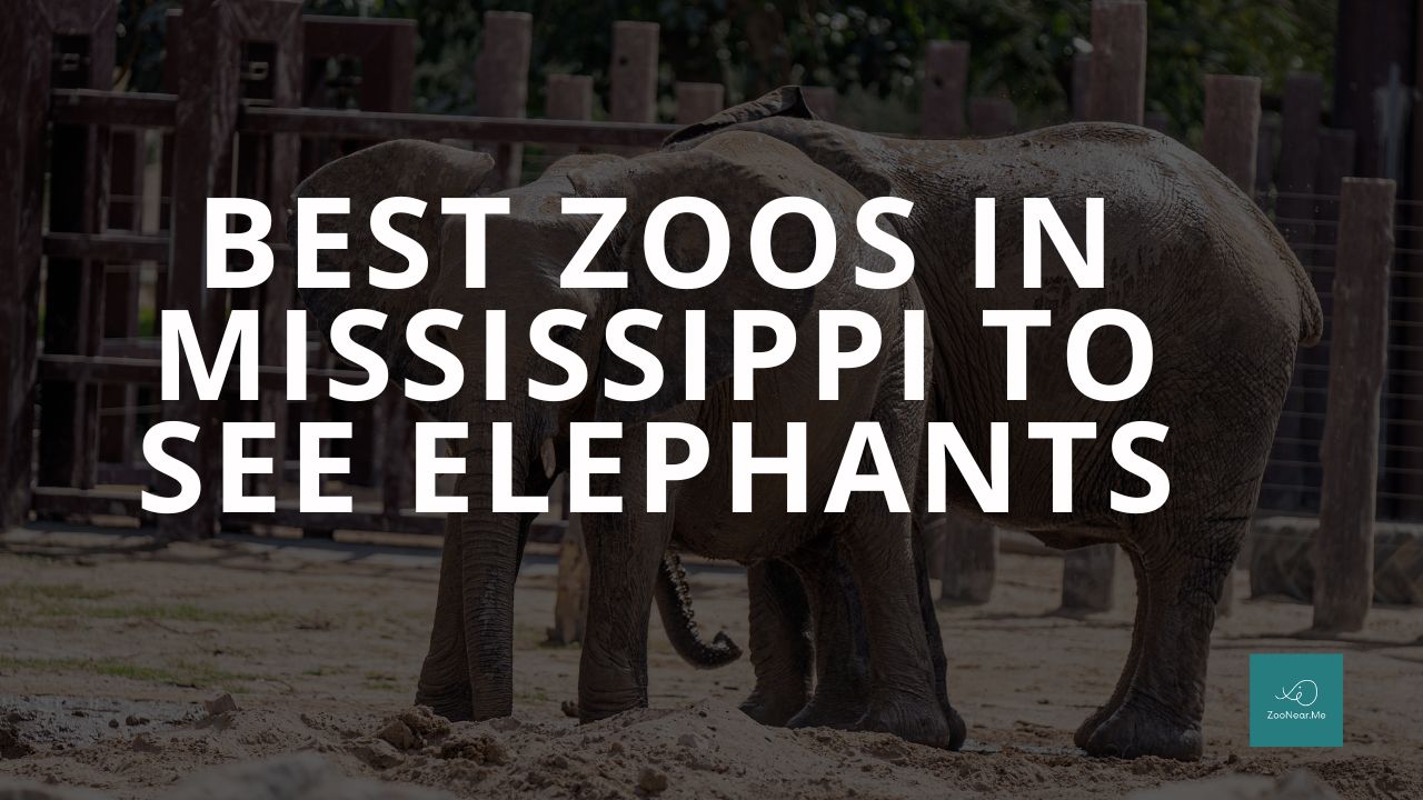 The Best Zoos In Mississippi, USA To See Elephants