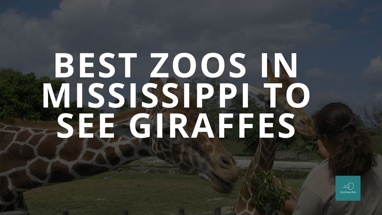 The Best Zoos In Mississippi, USA To See Giraffes