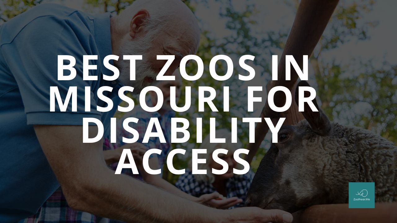 The Best Zoo In Missouri, USA For Disability Access