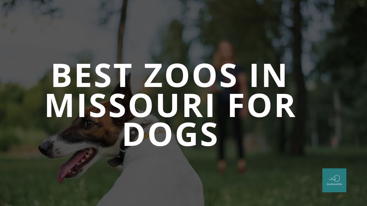 The Best Zoo In Missouri, USA For Dogs