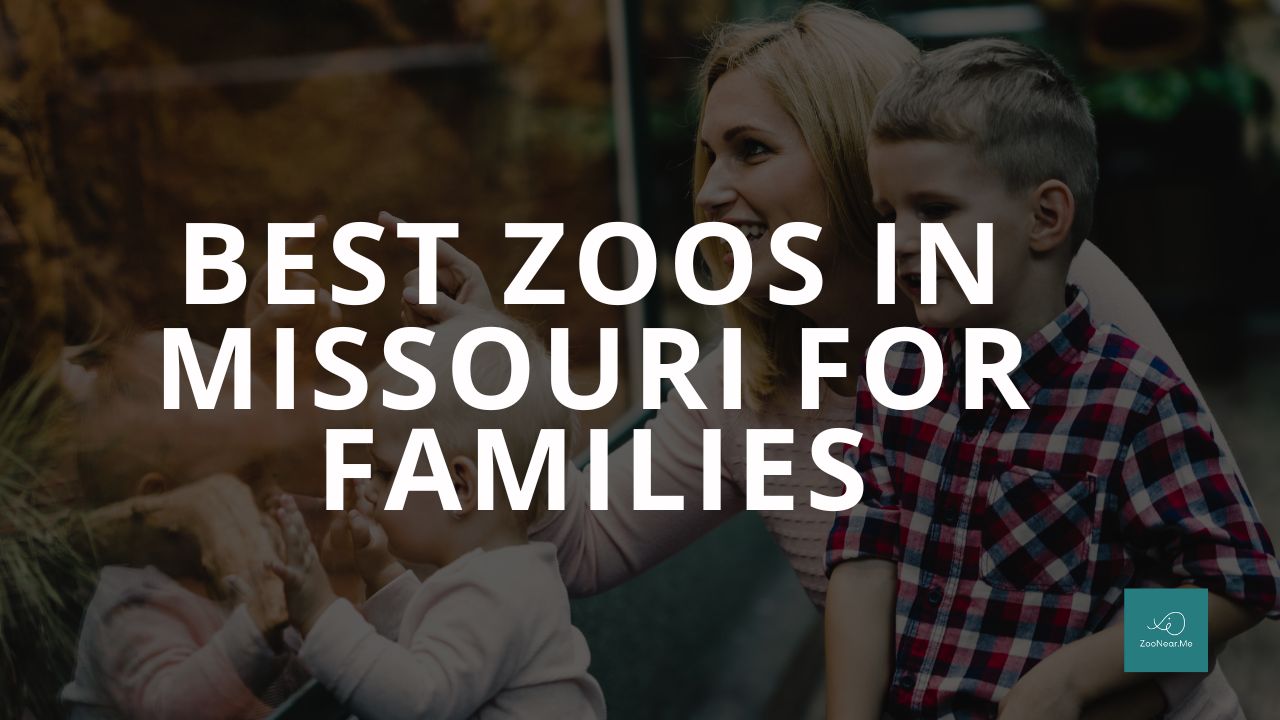 The Best Zoo In Missouri, USA For Families