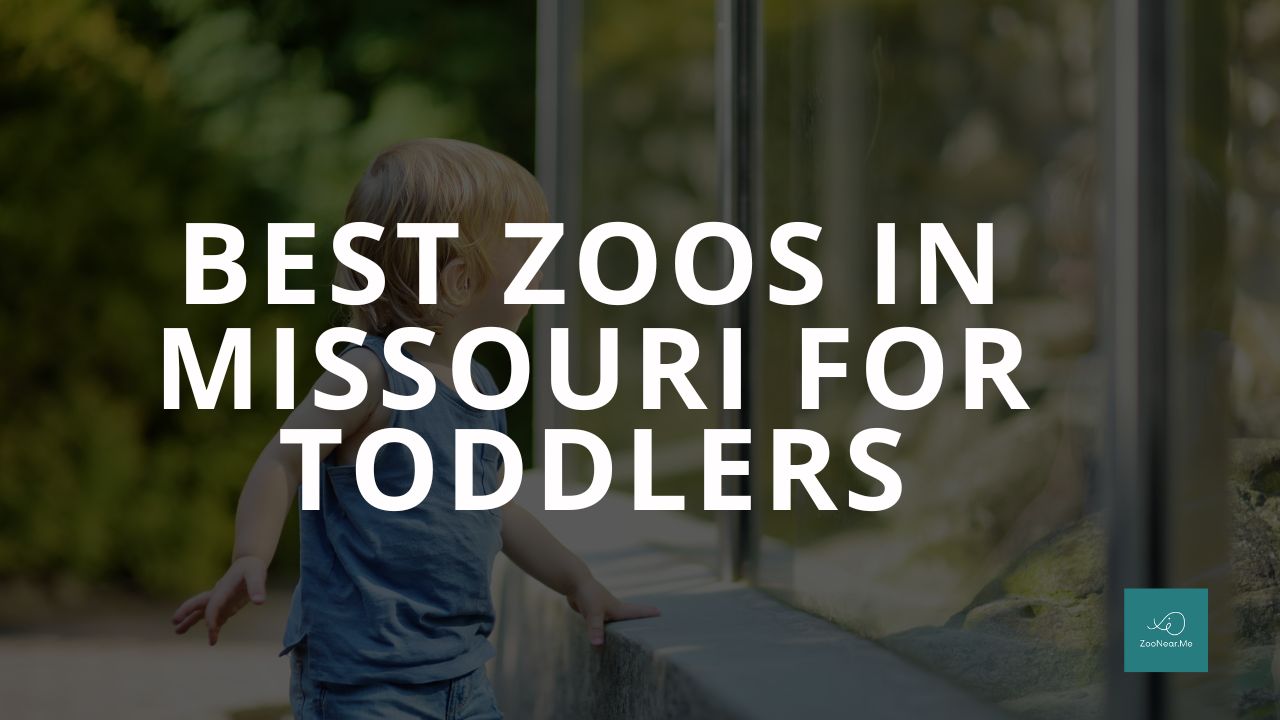 The Best Zoo In Missouri, USA For Toddlers