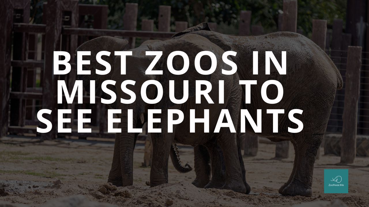 The Best Zoos In Missouri, USA To See Elephants