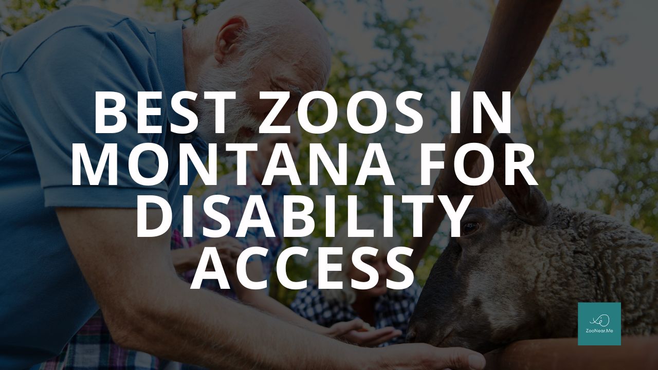 The Best Zoo In Montana, USA For Disability Access