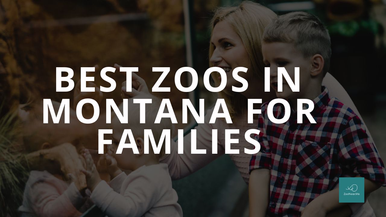 The Best Zoo In Montana, USA For Families