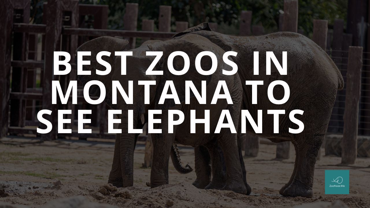 The Best Zoos In Montana, USA To See Elephants