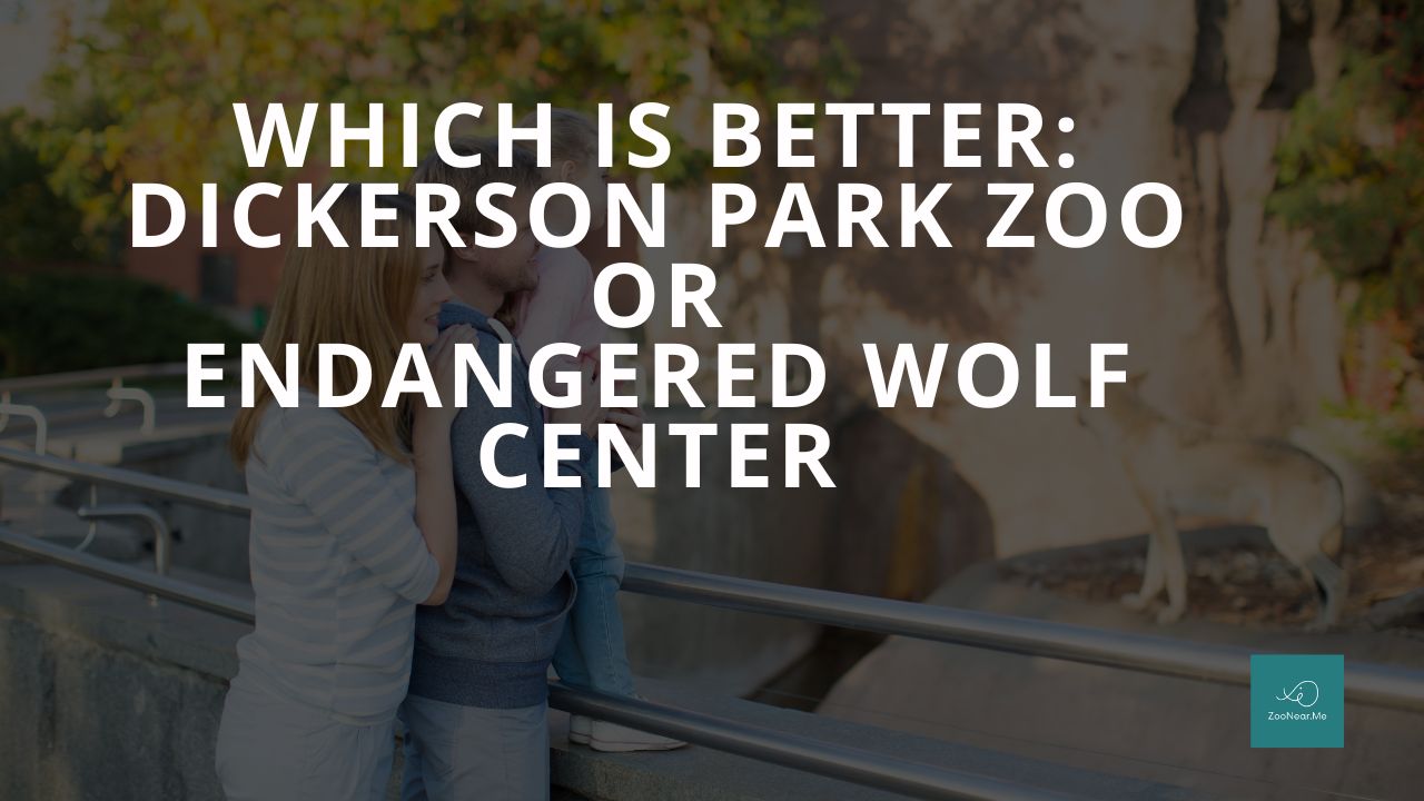 Which Is Best: Dickerson Park Zoo Or Endangered Wolf Center. A Guide To Which Is The Best Zoo In Missouri, USA