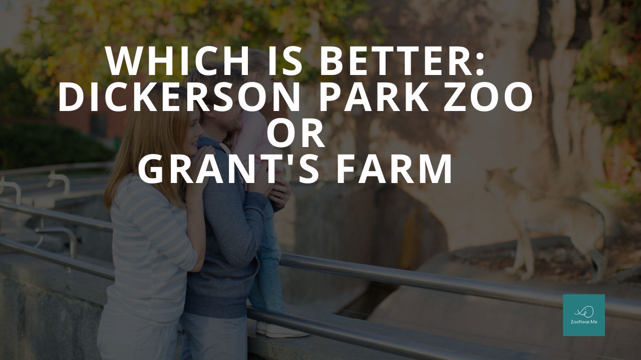 Which Is Best: Dickerson Park Zoo Or Grant's Farm. A Guide To Which Is The Best Zoo In Missouri, USA