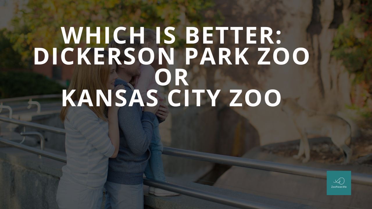 Which Is Best: Dickerson Park Zoo Or Kansas City Zoo. A Guide To Which Is The Best Zoo In Missouri, USA