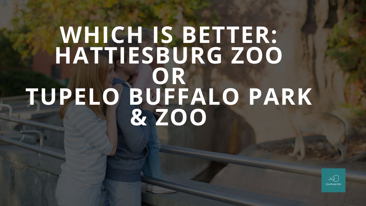 Which Is Best: Hattiesburg Zoo Or Tupelo Buffalo Park & Zoo. A Guide To Which Is The Best Zoo In Mississippi, USA