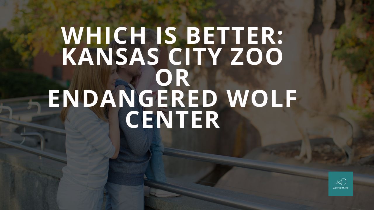 Which Is Best: Kansas City Zoo Or Endangered Wolf Center. A Guide To Which Is The Best Zoo In Missouri, USA