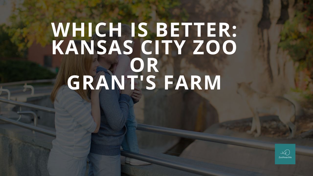 Which Is Best: Kansas City Zoo Or Grant's Farm. A Guide To Which Is The Best Zoo In Missouri, USA