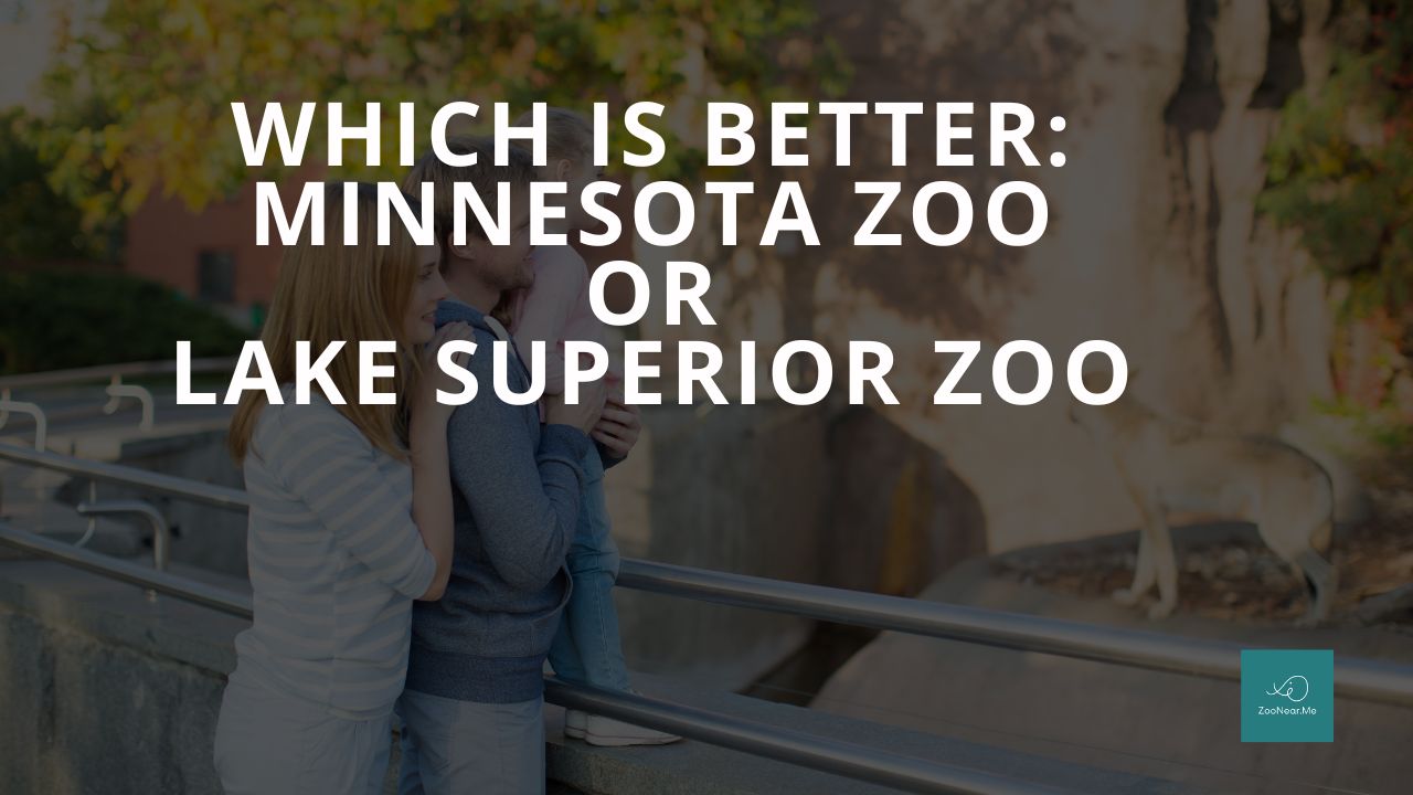 Which Is Best: Minnesota Zoo Or Lake Superior Zoo. A Guide To Which Is The Best Zoo In Minnesota, USA