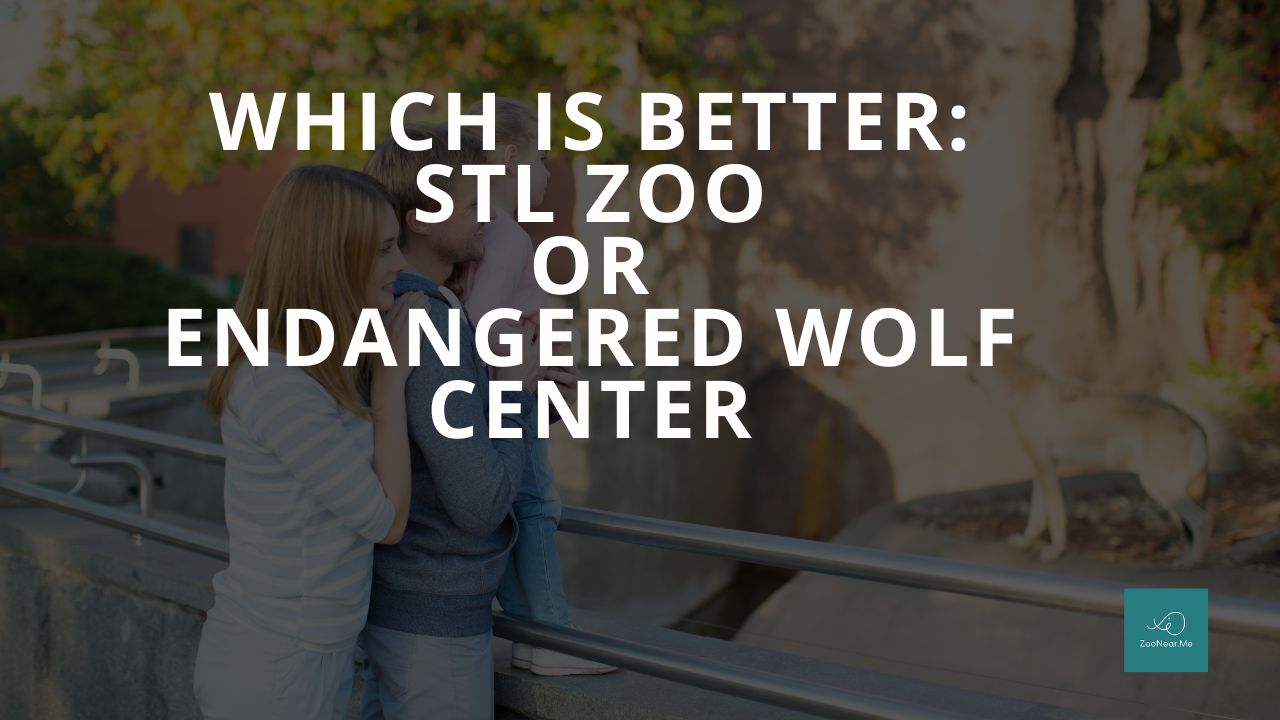 Which Is Best: STL Zoo Or Endangered Wolf Center. A Guide To Which Is The Best Zoo In Missouri, USA