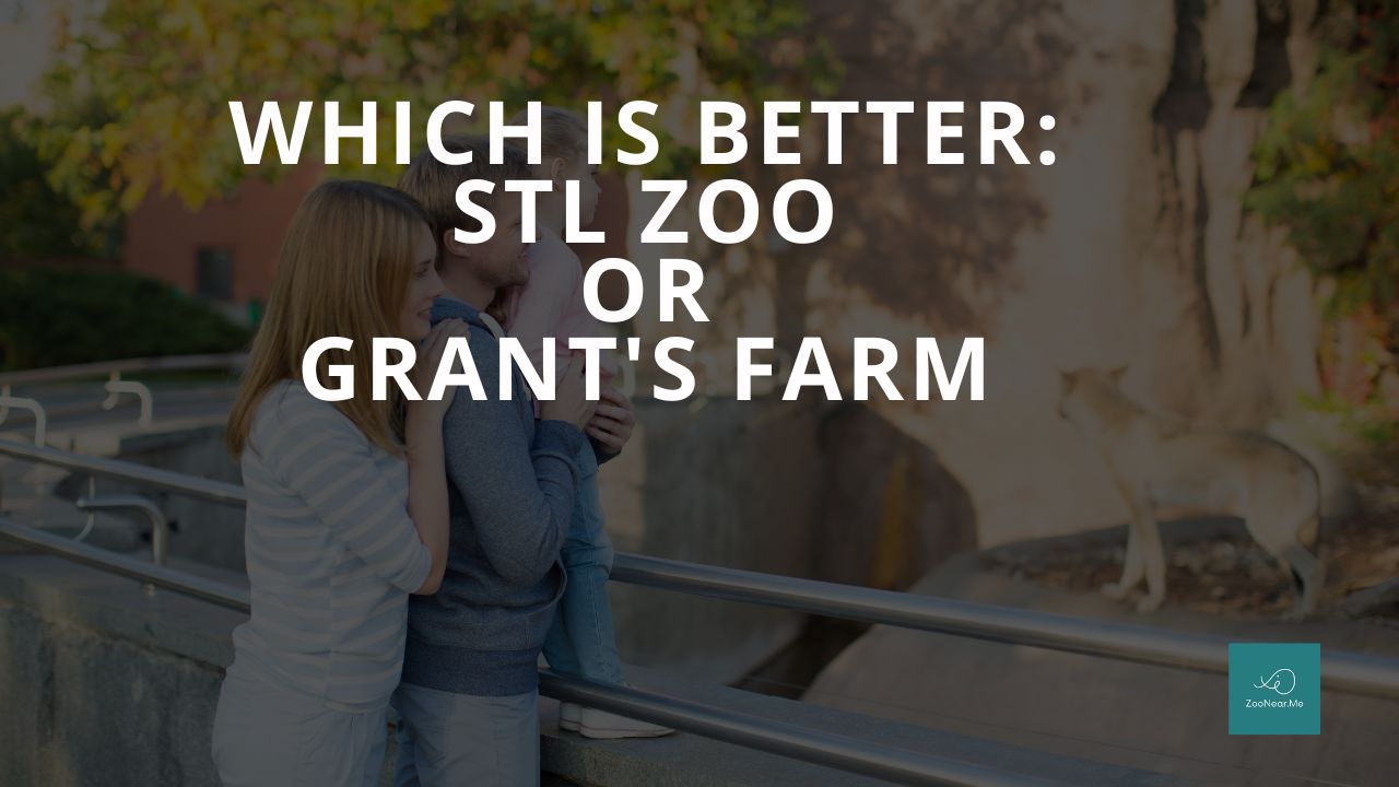 Which Is Best: STL Zoo Or Grant's Farm. A Guide To Which Is The Best Zoo In Missouri, USA