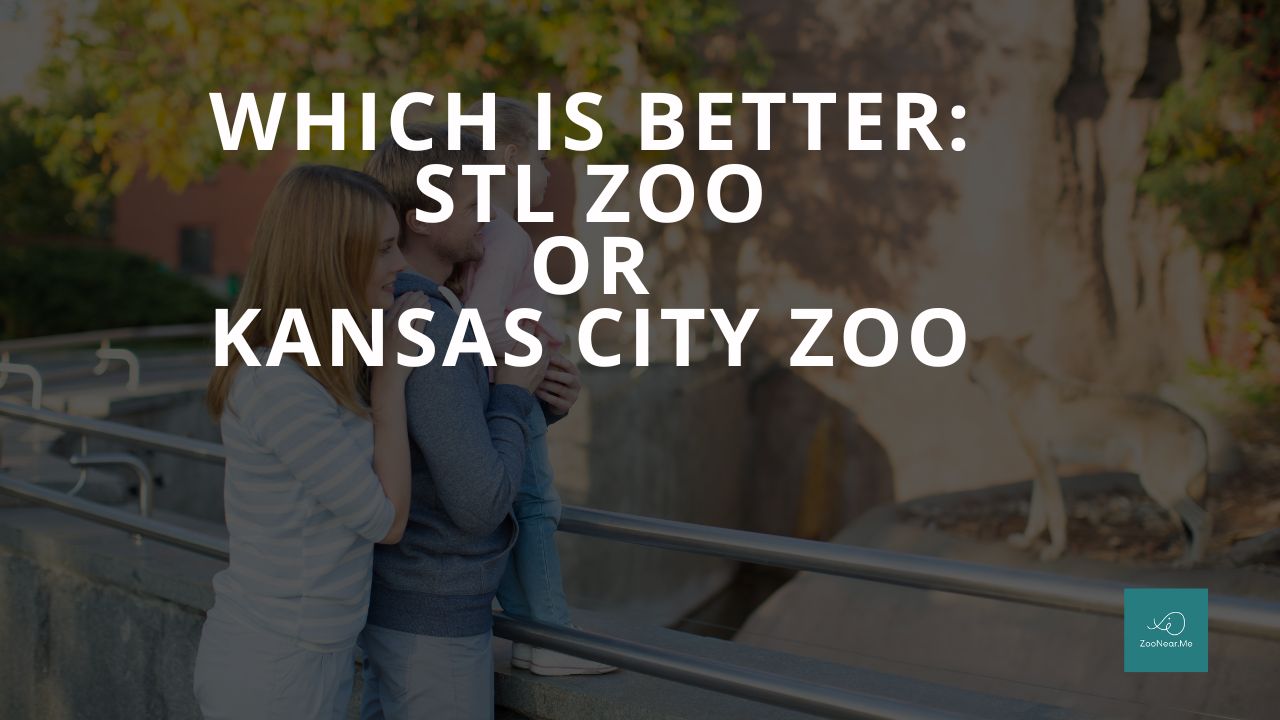 Which Is Best: STL Zoo Or Kansas City Zoo. A Guide To Which Is The Best Zoo In Missouri, USA