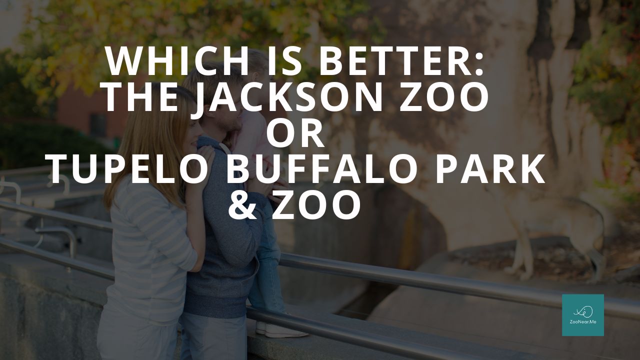 Which Is Best: The Jackson Zoo Or Tupelo Buffalo Park & Zoo. A Guide To Which Is The Best Zoo In Mississippi, USA