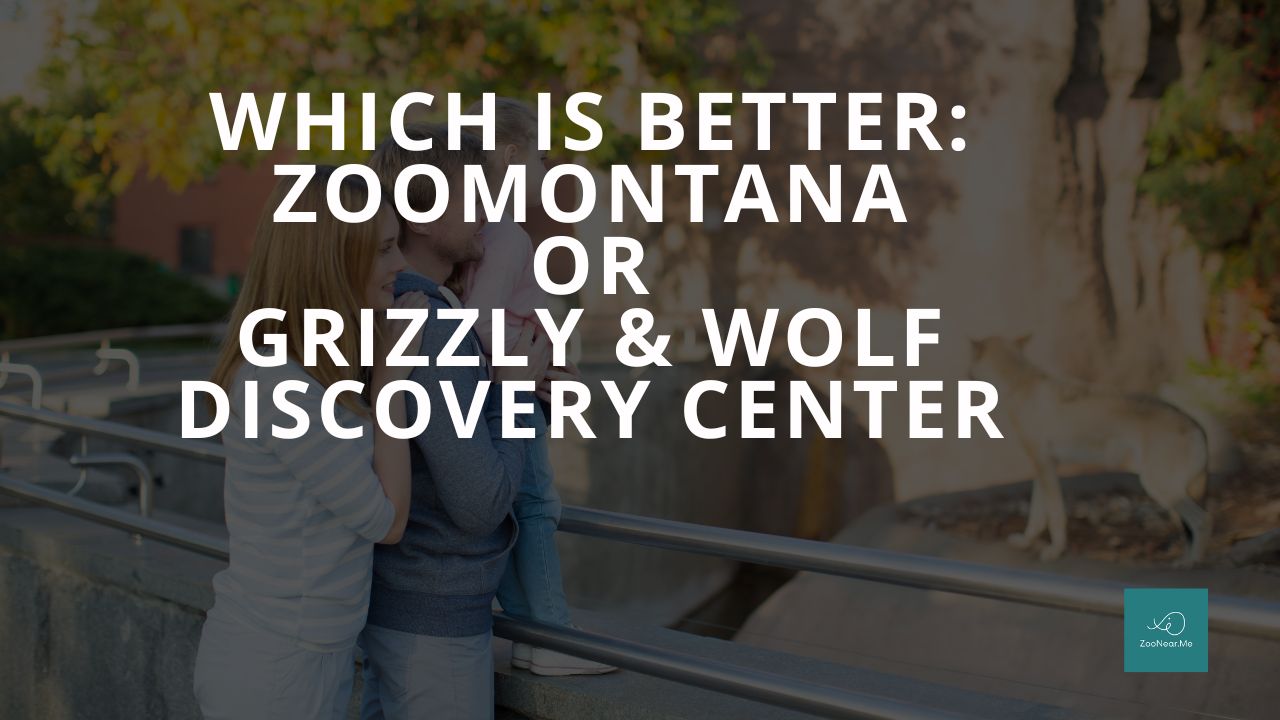 Which Is Best: ZooMontana Or Grizzly & Wolf Discovery Center. A Guide To Which Is The Best Zoo In Montana, USA